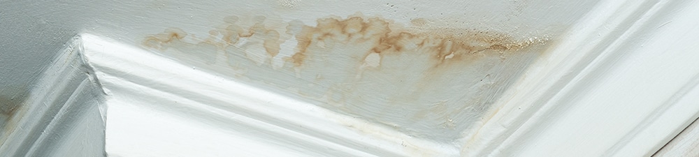 My Roof is Leaking. What Should I Do?